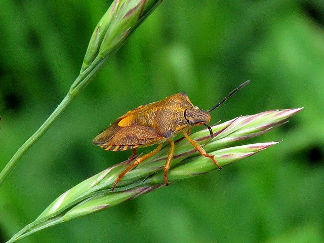 carpocoris, carpocoris fuscispinus