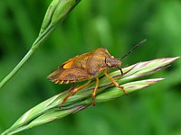 Carpocoris fuscispinus