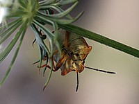 Carpocoris fuscispinus