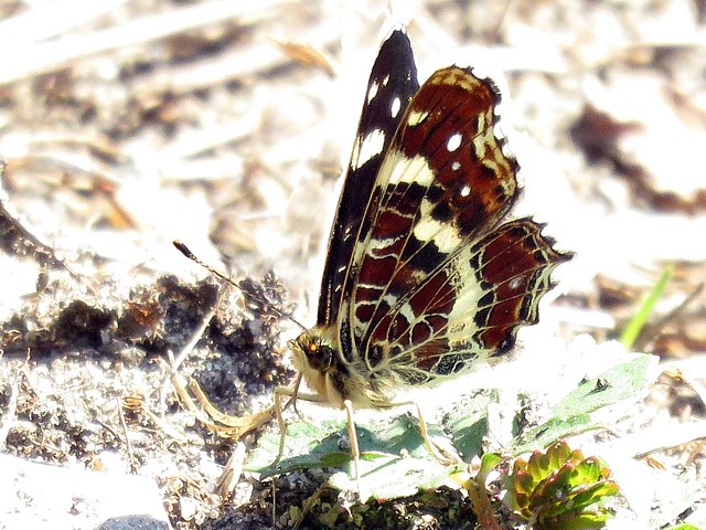 Carte gographique - araschnia levana