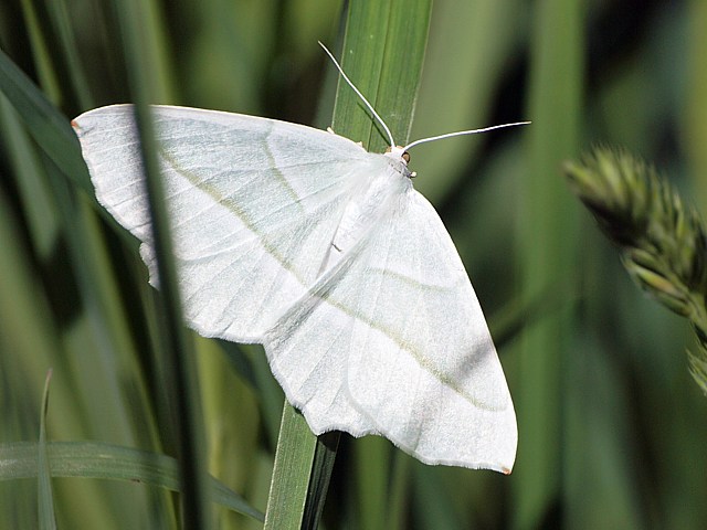 Mlanthie montagnarde, xanthorhoe montanata