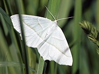 Céladon, campaea margaritata