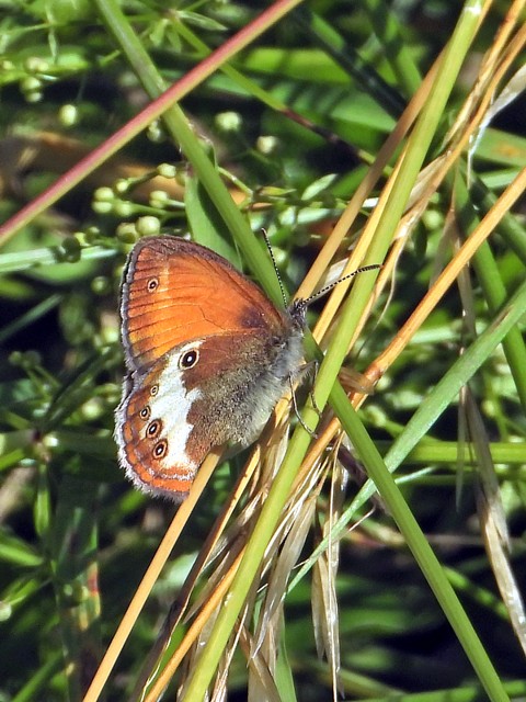 Cphale, coenonympha arcania