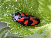 Cercope sanguinolent, cercopis sanguinolenta
