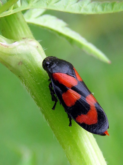 Cercope sanguinolent, cercopis sanguinolenta