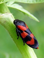 Cercope sanguinolent, cercopis sanguinolenta