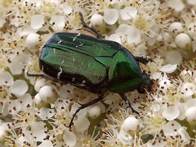 Ctoine dore, cetonia aurata