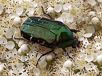 cétoine dorée, cetonia aurata