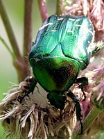 cétoine dorée, cetonia aurata