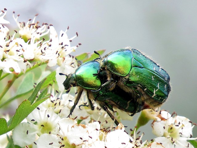 Ctoine dore - cetonia aurata