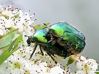 Accouplement de cétoines dorées