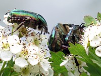 cétoines dorées, cetonia aurata
