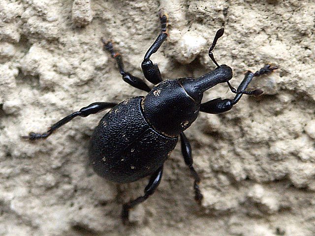 Charanon - liparus coronatus