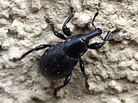 charançon, liparus coronatus