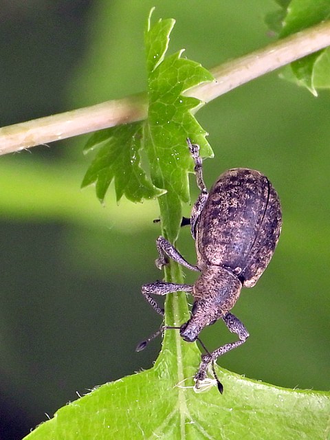 Charanon du lierre, liophloeus tessulatus