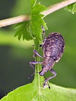 charançon du lierre, liophloeus tessulatus