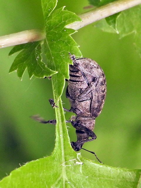 Charanon du lierre, liophloeus tessulatus