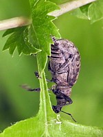 charançon du lierre, liophloeus tessulatus