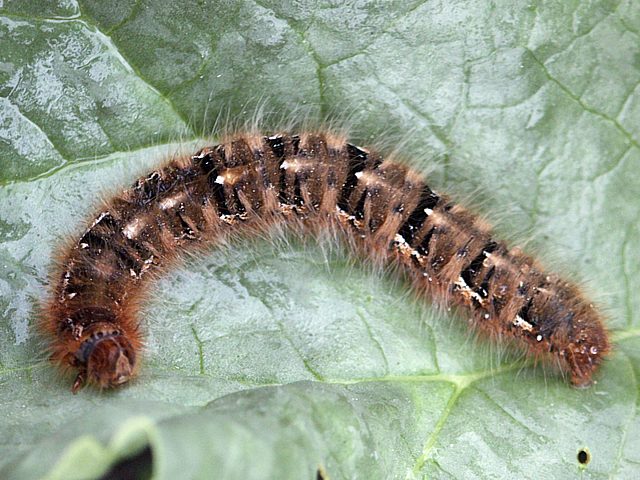 Chenille du Minime