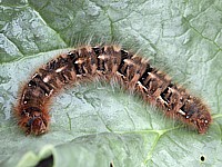 Chenille du Minime