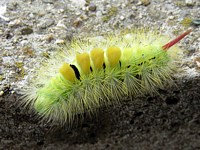 Pudibonde, calliteara pudibunda