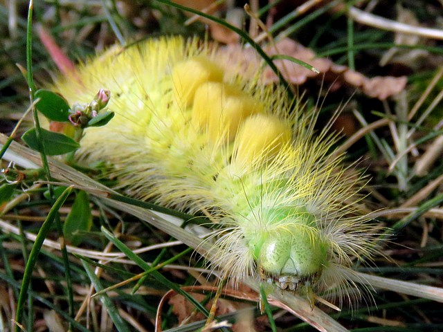 Chenille de la pudibonde, patte tendue