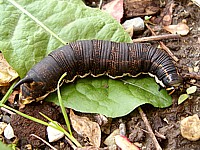 Chenille du sphinx du liseron