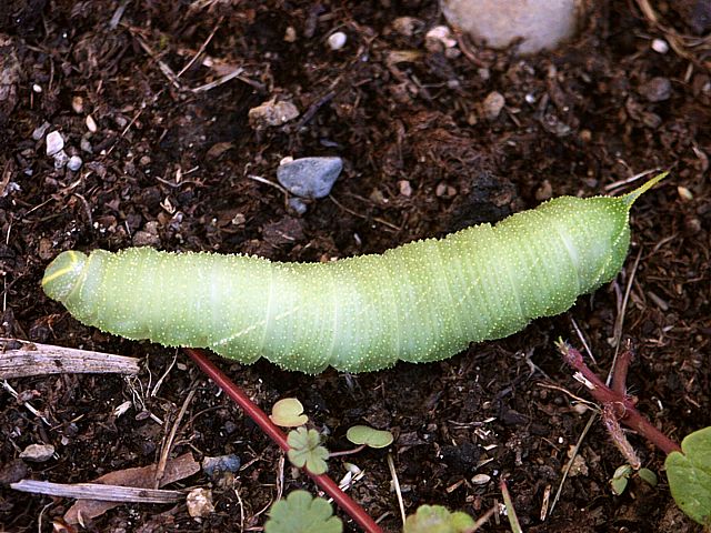 Chenille du Sphinx du Tilleul