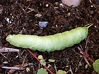 Chenille du Sphinx