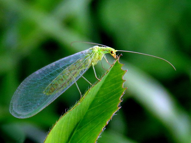 Chrysope, chrysoperia carnea