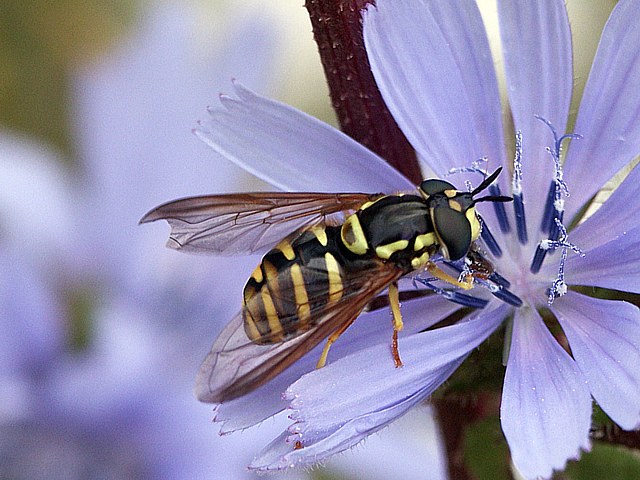 Chrysotoxum cautum