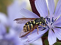 Chrysotoxum, chrysotoxum cautum