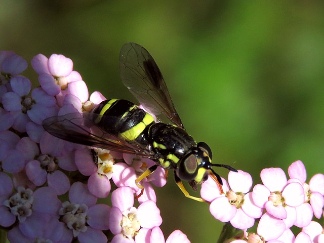 Chrysotoxum bisinctum, chrisotox  double ceinture