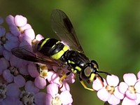 Chrysotoxum à double ceinture, chrysotoxum bisinctum