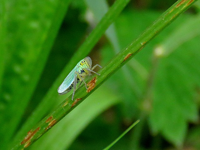 Cicadelle verte, cicadella viridis