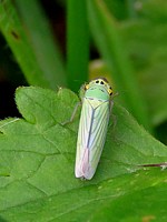 Cicadelle verte, cicadella viridis