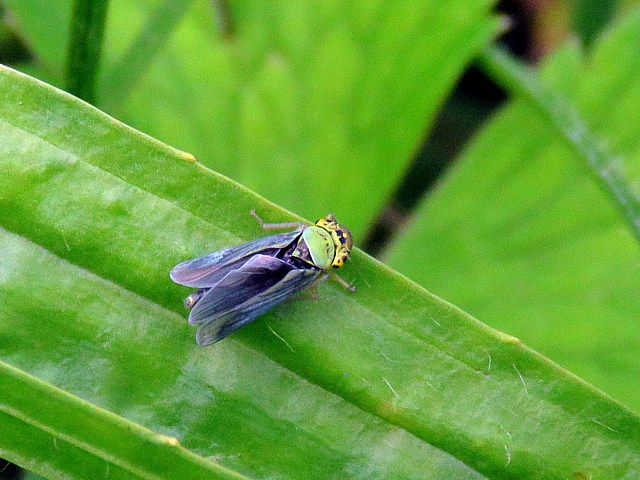 Cicadelle verte, mâle