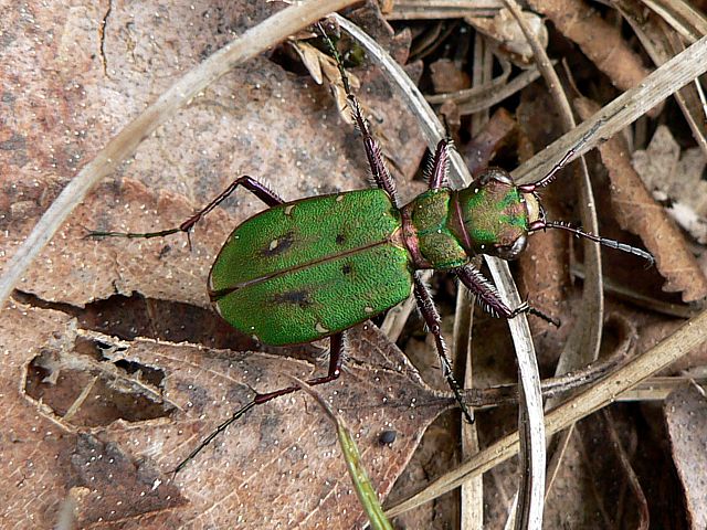 Cicindle champtre - cicindela campestris