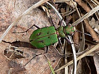 cicindèle, cicindela campestris