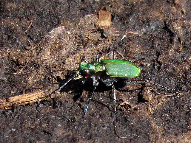 Cicindle champtre - cicindela campestris