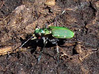 cicindèle, cicindela campestris