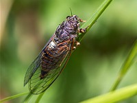 Cigale de montagne, cicadetta montana