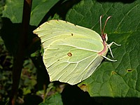 Citron, gonepteryx rhamni