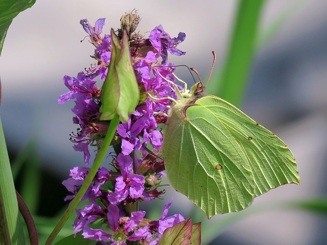 Citron, gonepteryx rhamni