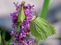 Citron, gonepteryx  rhamni