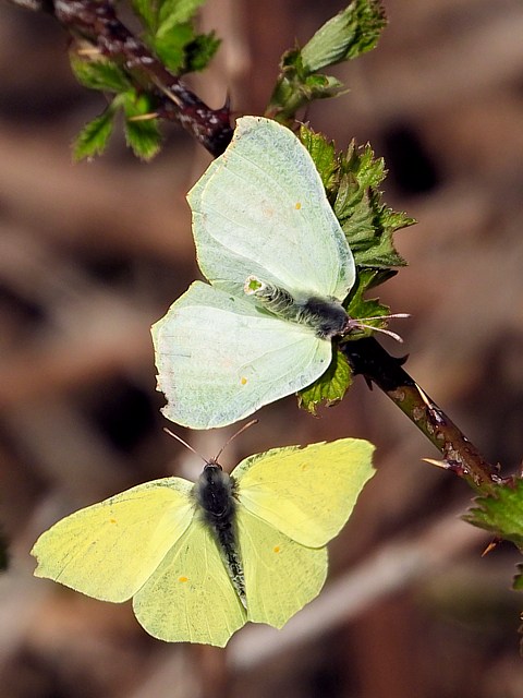 Citron ailes ouvertes