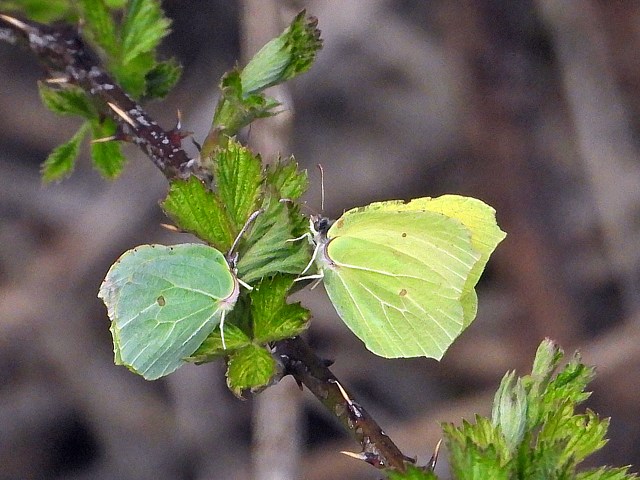 Femelle et mle Citron