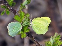 Femelle et mâle Citron