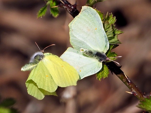 Citron en vol