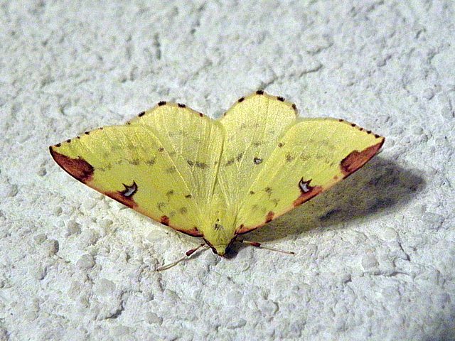 Citronnelle rouille, opisthograptis luteolata